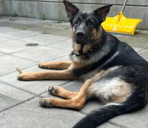 ▲德國牧羊犬「雨果」與飼主要一同搭機，結果因為籠子太大沒有成功上機，幸運逃過死劫。（圖/小紅書）