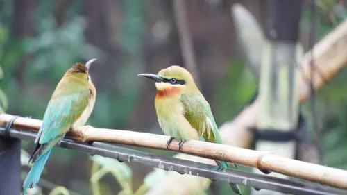 華信航空載嬌客！攜手北市動物園　空運栗喉蜂虎棄蛋
