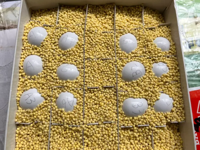 ▲華信航空協助將栗喉蜂虎棄蛋空運到台北。(圖/華信航空提供)