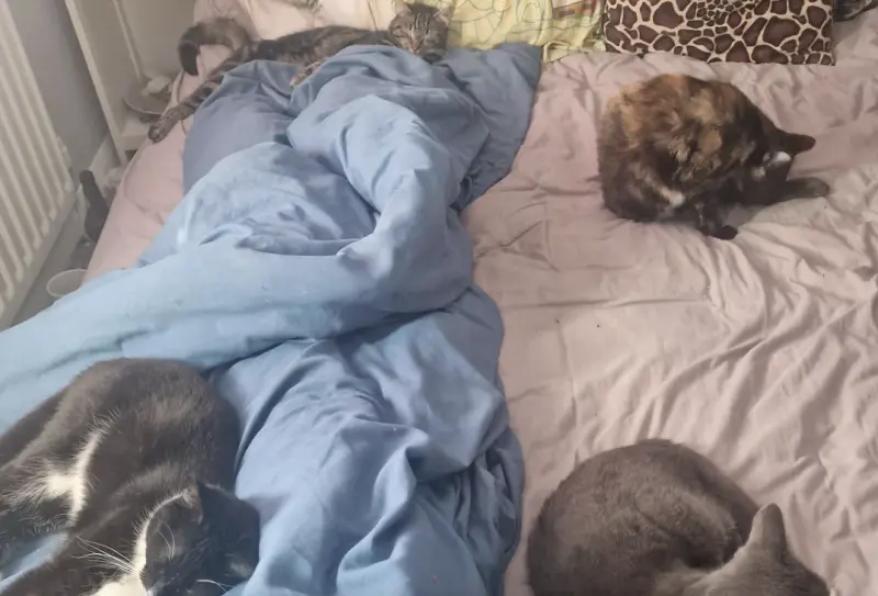 床上躺4貓孩慵懶陪睡！她睜眼見「溫馨畫面」卻嚇壞：我只養3隻欸