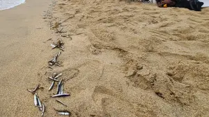韓國江原道海灘現「大量魚屍」!民眾憂恐再強震 專家解惑