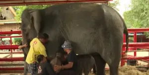 誕下罕見龍鳳胎！泰國動物園母象險攻擊自家小象
