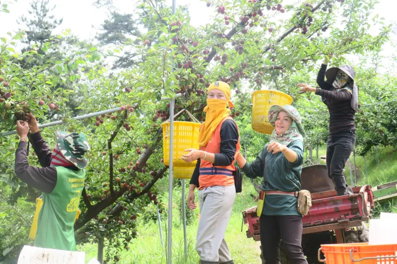 ▲正逢梨山水果產季，遊客上梨山避暑度假(圖／參山處提供2024.6.16)