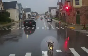 ▲戴著項圈的黑色狗狗在街頭穿梭，好像在找尋著主人一樣，但也差點被其他車輛撞上。（圖／翻攝Milwaukee County Transit System）