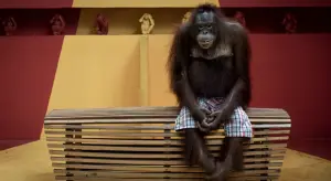 曼谷紅毛猩猩等待遊客照片獲全球攝影獎！背後原因令人心碎
