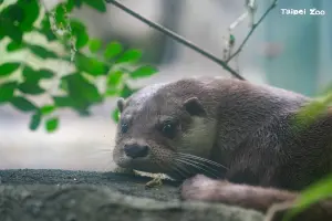 ▲ 北市動物園將邁入110週年，將進行為期10天的整修。（圖／台北市立動物園臉書）