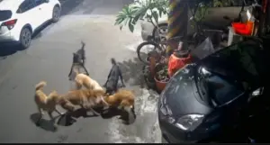 ▲野狗們將貓咪從車後逼趕到馬路，隨即群起上前撕咬。（圖／江和樹提供，2024.06.19）
