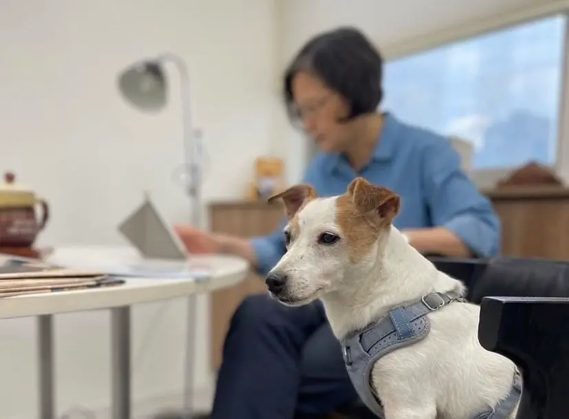 ▲蔡英文則在賴清德記者會結束後，透過社群媒體IG發出一張她跟愛犬「樂樂」穿親子裝出門「到辦公室看看」的照片。（圖／蔡英文IG）