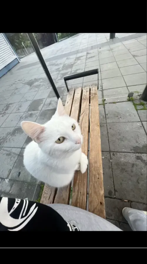 ▲(圖/翻攝自TikTok) ▲(圖/翻攝自TikTok)
