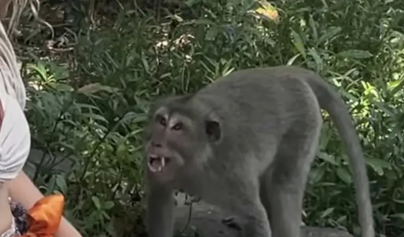 ▲一隻峇里島的猴子搶奪女子手機，讓女子追著牠跑45分鐘。（圖／翻攝自影片）