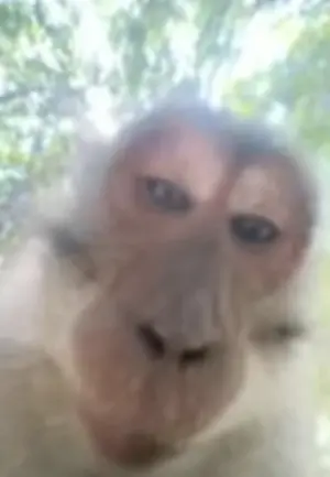 ▲猴子搶走手機後還留下自拍照。（圖／翻攝自Instagram）