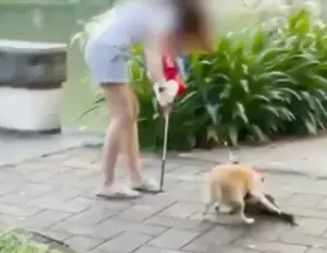 ▲大湖公園野生綠頭鴨走在道路上,卻無辜遭柴犬攻擊致死。(圖/翻攝Dcard) ▲大湖公園野生綠頭鴨走在道路上,卻無辜遭柴犬攻擊致死。(圖/翻攝Dcard)