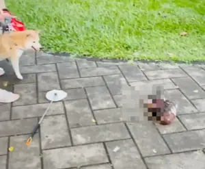 柴犬鬆開嘴巴時,綠頭鴨已經失去生命跡象。(圖/翻攝Dcard) ▲柴犬鬆開嘴巴時,綠頭鴨已經失去生命跡象。(圖/翻攝Dcard)
