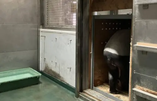 ▲Hideo來台灣之前,還曾練習進入運輸箱。(圖/橫濱動物園官網) ▲Hideo來台灣之前,還曾練習進入運輸箱。(圖/橫濱動物園官網)