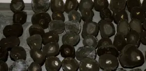 多數「錳結核」看起來就像黑色炭球,但其實內部蘊藏著稀有金屬資源。(示意圖/取自NOAA官網) ▲多數「錳結核」看起來就像黑色炭球,但其實內部蘊藏著稀有金屬資源。(示意圖/取自NOAA官網)