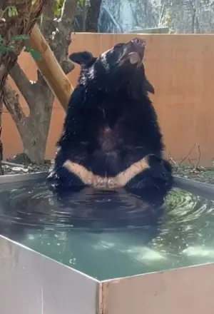 ▲波比:冷水澡太舒服了。(圖/壽山動物園臉書) ▲波比:冷水澡太舒服了。(圖/壽山動物園臉書)