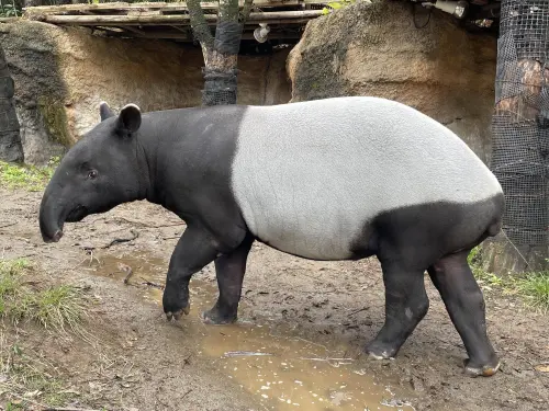 ▲（圖／翻攝自橫濱動物園官網）