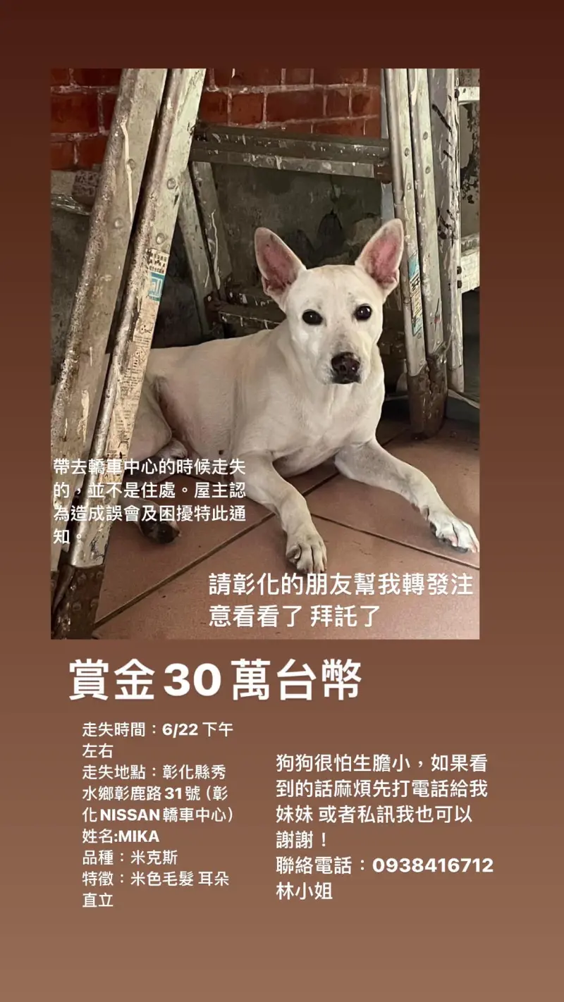 ▲MIKA的身體特徵為耳朵直立、全身米色，靠近頸部的位置有一塊淡黃色的毛髮。（圖／翻攝《米克斯傳奇》）