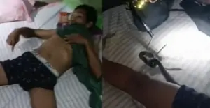 驚醒發現四角褲內有蛇!男子睡醒見蛇爬床 泰國劇毒眼鏡蛇上身