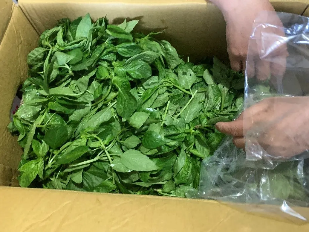 ▲九層塔是三杯料理的靈魂，但料理時九層塔用量有限，常常買一包回家，還沒用完就變黑。（圖／NOWnews資料照）