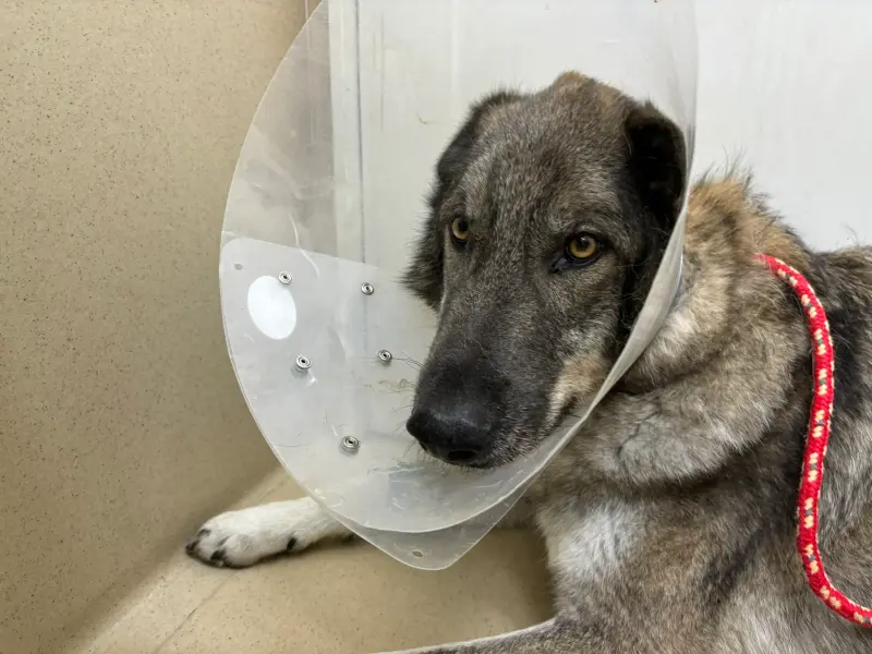▲日本一隻狼犬「里卡多」日前身體出現狀況，緊急帶到動物醫院住院治療，卻被醫院通知可以提早出院，理由讓爸氣到笑。（圖／翻攝自X）