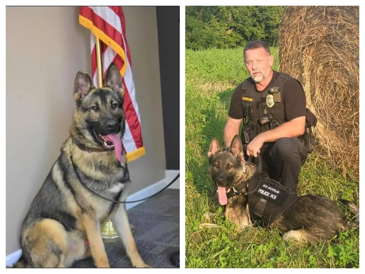 ▲美國密蘇里州薩凡納（Savannah）警局的一隻警犬荷魯斯（Horus），日前因執勤後被遺忘在警車內，被關在密閉的警車一整晚，結果活活熱死。（圖／翻攝自Savannah Missouri Police Department臉書）