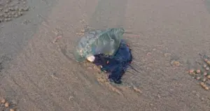 普吉島發現致命水母！泰國政府提醒旅客　勿觸碰劇毒水母
