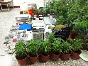 同學分工種植及銷售大麻  163株大麻比人高
