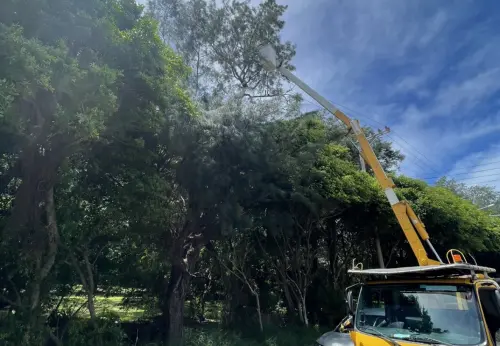 新竹市掀強風！樹木狂掃碰觸配電線路　台電：釀近4000戶停電
