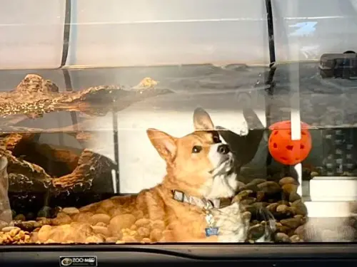 ▲(圖/翻攝自臉書社團「Disapproving Corgis」) ▲(圖/翻攝自臉書社團「Disapproving Corgis」)
