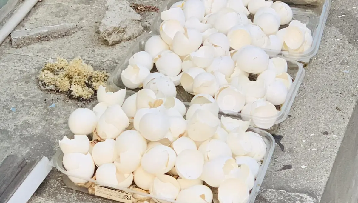 ▲蛋殼是垃圾還是生廚餘？彰化縣環保局建議，量少是垃圾，量多就可作生廚餘利用。（圖／記者顏幸如攝，2024.07.02）