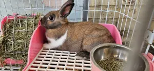 ▲屏東「蕭家大院兔子寵物餐廳」收養棄養兔，卻屢遭檢舉。（圖／翻攝自蕭家大院兔子寵物餐廳）