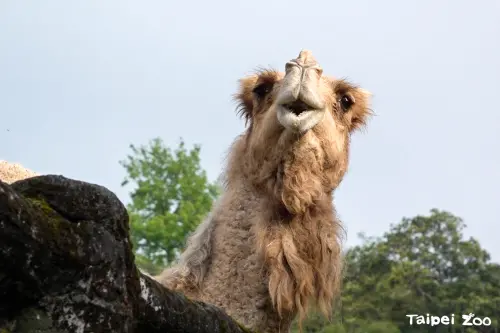 北市動物園元老級駱駝「玉葉」離世！享年26歲　眾不捨：謝謝陪伴
