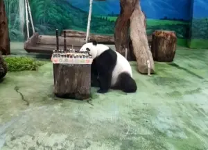 圓仔11歲生日快樂！動物園「特製蛋糕」甘蔗當蠟燭　粉絲湧入祝福
