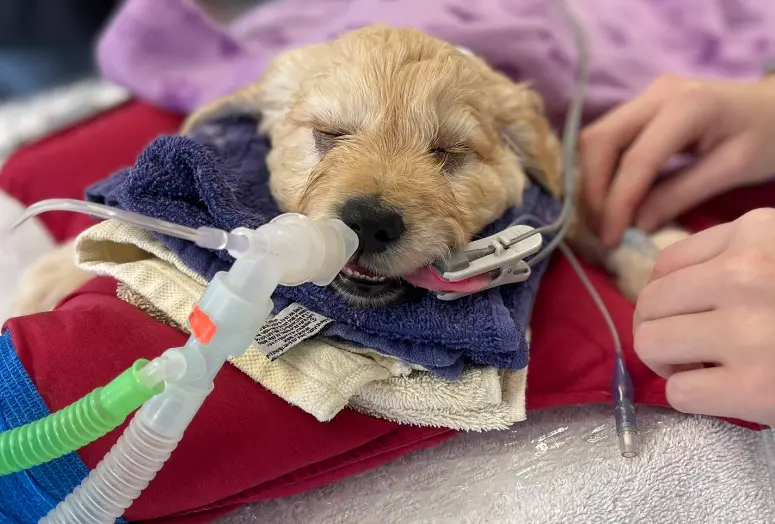 ▲飼主帶來一隻褐色拉不拉多幼犬，希望為牠執行安樂死。然而，這個令人心碎的故事卻因為獸醫的善舉而改寫（圖／翻攝X@@FeltonR）