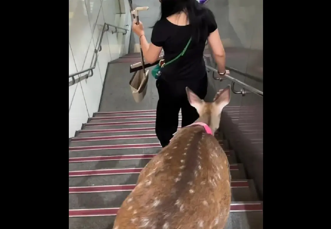 ▲台北南港展覽館舉辦寵物展，有民眾於北捷南港展覽館的連通道，目擊一名女子帶著一隻梅花鹿，雖然梅花鹿並未牽繩，但仍乖巧的跟著主人下樓梯，畫面曝光後引發輿論。（圖／翻攝畫面）