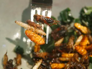 新加坡批准「昆蟲上餐桌」！蟋蟀、蠶蛹成佳餚　比原定時程晚1年
