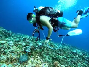 影響珊瑚礁生態！海洋保育署對棘冠海星將以注射醋酸液清除
