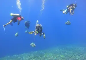 ▲海洋保育署針對東沙環礁棘冠海星，將以人工注射醋酸液方式清除，以免影響珊瑚礁生態。(圖／海洋保育署提供)