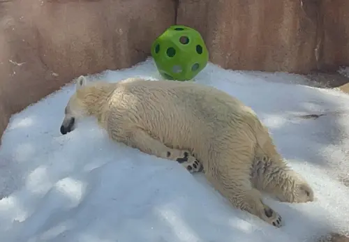 高溫狂飆!日本動物園北極熊「熱瘋趴冰」 眾心疼:人類對不起你