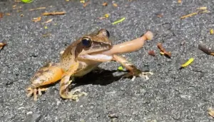 獨／蛙老大抽雪茄攔路求拍帥照　網笑：動物界也流行吃播
