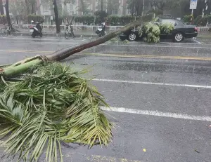 大雷雨轟炸台南市區！「路樹橫倒」砸車　民眾嚇歪：有颱風登陸？
