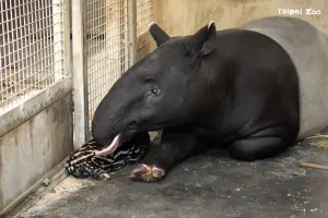 貘莉與寶寶。(圖/台北市立動物園臉書) ▲貘莉與寶寶。(圖/台北市立動物園臉書)