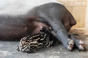 貘寶寶在8點10分就順利喝到初乳。(圖/台北市立動物園臉書) ▲貘寶寶在8點10分就順利喝到初乳。(圖/台北市立動物園臉書)