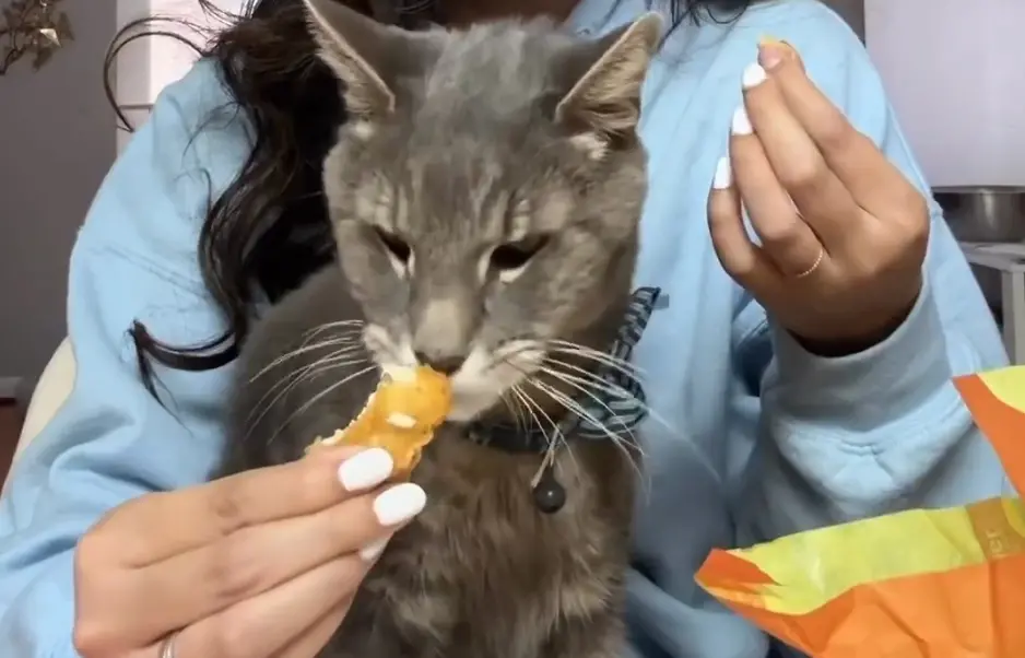 ▲一名主人在愛貓生命到了盡頭時，開始餵牠從沒吃過的麥當勞以及牛奶。（圖/Threads@memecatxd1314）