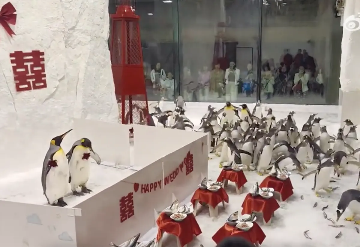 ▲中國水族館近日替館內企鵝舉行一場特殊的婚禮儀式，企鵝新郎、新娘各自穿著傳統中式婚服，站在舞台上看著賓客們享用喜宴。（圖／翻攝自微博）
