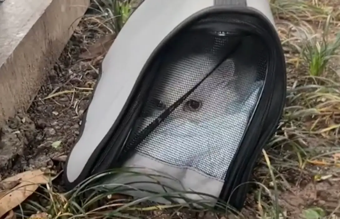 ▲有位女網友在路邊看到一個貓籠，靠近一看竟發現裡面裝著一隻充滿仙氣的白貓。（圖／翻攝小紅書）