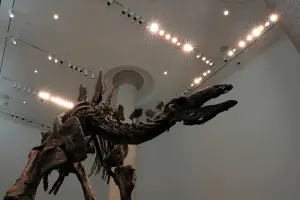 ▲蘇富比(Sotheby's)拍賣行本週三拍賣一副保存超完整的劍龍骨架,最終以4460萬美元成交、約新台幣14.5億元,創下全球恐龍化石拍賣新紀錄。(圖/美聯社/達志影像) ▲蘇富比(Sotheby's)拍賣行本週三拍賣一副保存超完整的劍龍骨架,最終以4460萬美元成交、約新台幣14.5億元,創下全球恐龍化石拍賣新紀錄。(圖/美聯社/達志影像)