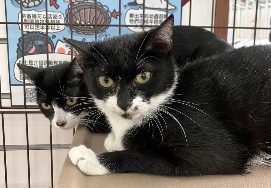 ▲可愛的賓士貓被遺棄在寵物店前。（圖／新北市動保處）