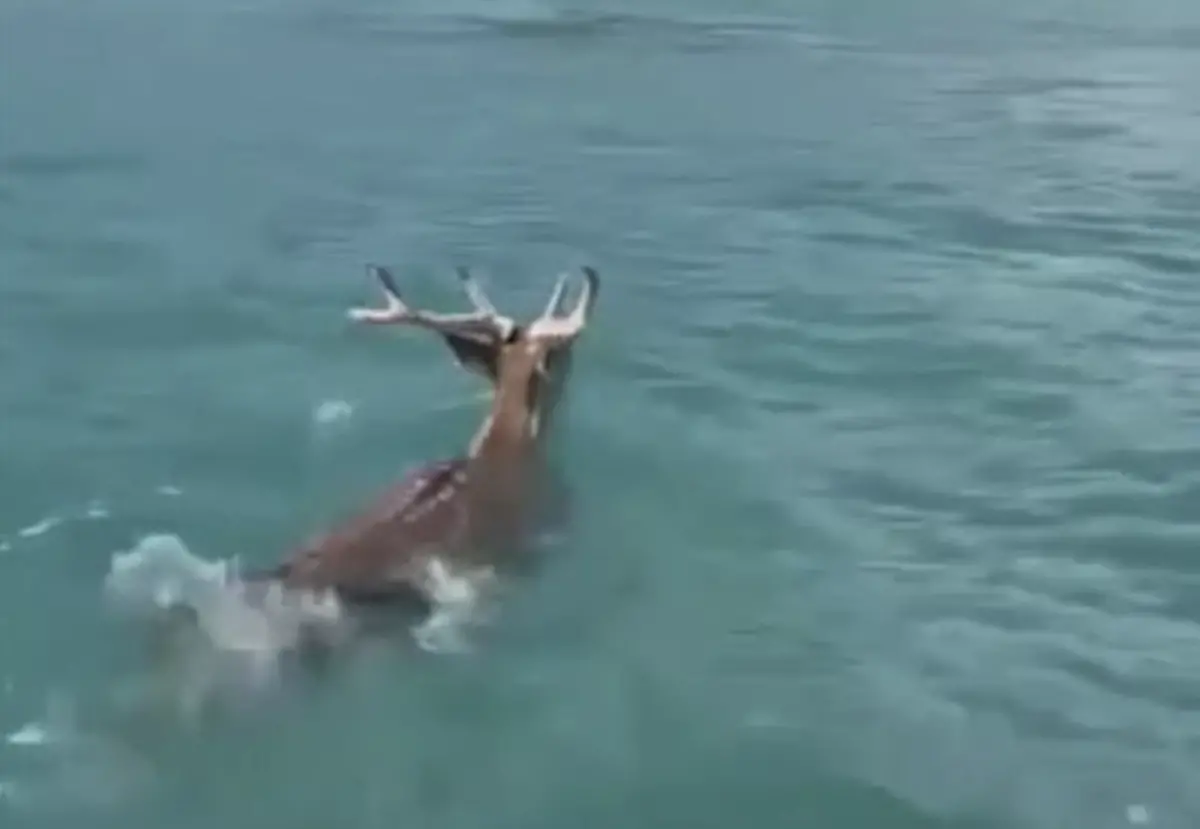 ▲有民眾在墾丁南灣目擊，海中竟出現梅花鹿正在游泳，也有水上業者駕駛水上摩托車現場直擊，放慢速度一路跟拍。（圖／翻攝自臉書）